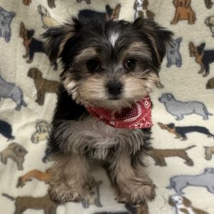 Male Morkie (Maltese x Yorkie) Born: 11/15/25 $2199.99 USDA# 47-B-0126