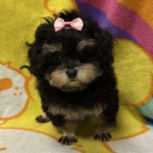 Female Poodle Born: 3/4/26 $2499.99 USDA# 47-B-0126