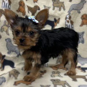 Female Yorkshire Terrier Born: 11/10/25 $2799.99 USDA# 47-B-0126