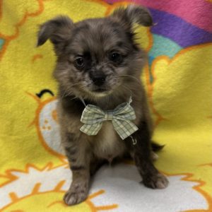 Male Pomchi (Pomeranian x Chihuahua) Born: 3/8/26 $2399.99 USDA# 47-B-0126