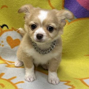 Male Chihuahua Born: 3/10/26 $2399.99 USDA# 47-B-0126