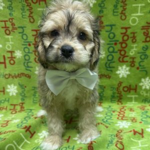 Male Cockachon (Cocker Spaniel x Bichon)  Born: 10/13/25  SALE! Originally: $1699.99 - $400 Now: $1299.99!  USDA# 47-B-0126
