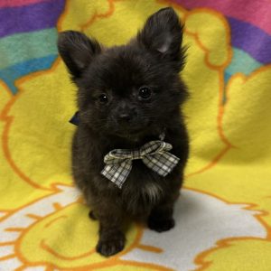 Male Pomchi (Pomeranian x Chihuahua) Born: 3/8/26 $2199.99 USDA# 47-B-0126