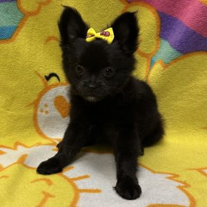 Female Pomchi (Pomeranian x Chihuahua) Born: 3/8/26 $2199.99 USDA# 47-B-0126 