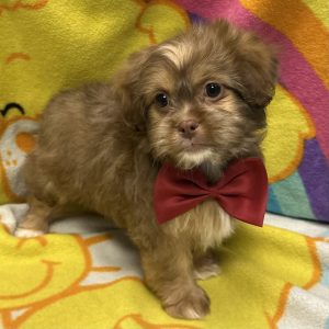 Male Havashu (Havanese x Shih Tzu) Born: 3/9/26 $1699.99 USDA# 47-B-0126