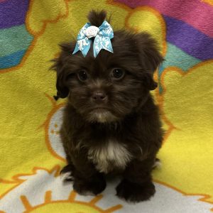 Female Havashu (Havanese x Shih Tzu) Born: 3/9/26 $1799.99 USDA# 47-B-0126