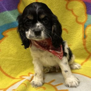 Male Cocker Spaniel Born: 3/11/26  $1999.99 USDA# 47-B-0126