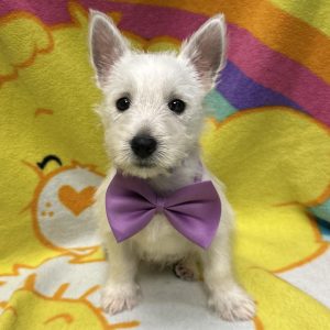 Male West Highland Terrier Born: 3/8/26 $1799.99 USDA# 47-B-0126