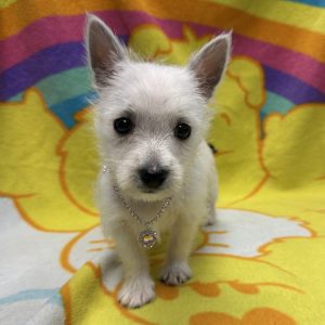 Female West Highland Terrier Born: 3/8/26 $1899.99 USDA# 47-B-0126