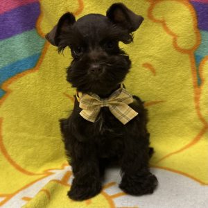 Male Mini Schnauzer Born: 3/12/26 $2199.99 USDA# 47-B-0126