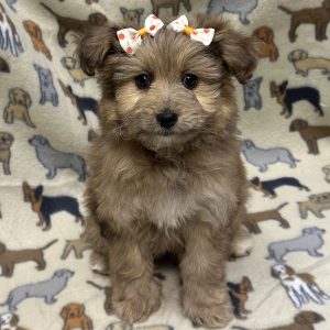 Female  Pomskypoo (Pomeranian/Husky x Poodle) Born: 12/3/25 $1899.99 USDA# 47-B-0126