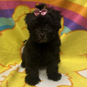 Female Whoodle (Wheaton Terrier x Poodle) Born: 3/13/26 $1799.99 USDA# 47-B-0126