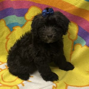Female Whoodle (Wheaton Terrier x Poodle) Born: 3/13/26 $1799.99 USDA# 47-B-0126