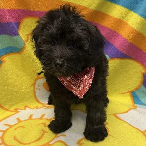 Male Whoodle (Wheaton Terrier x Poodle) Born: 3/13/26 $1799.99 USDA# 47-B-0126