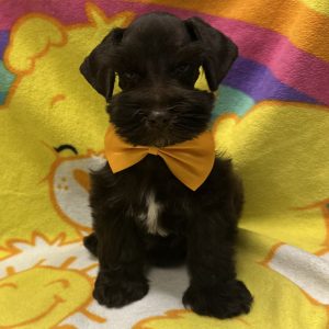 Male Mini Schnauzer Born: 3/12/26 $2099.99 USDA# 47-B-0126