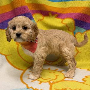 Male Cavapoo (Cavalier x Poodle) Born: 5/17/26 $1999.99 USDA# 47-B-0126