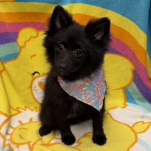 Female Pomeranian Born: 4/5/26 $1899.99 USDA# 47-B-0126