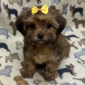 Female Shorkie (Shih Tzu x Yorkie) Born: 11/23/25 $2099.99 USDA# 47-B-0126