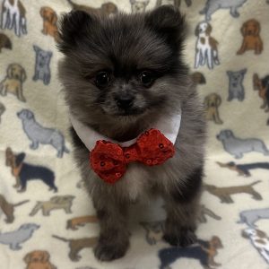 Male Pomeranian Born: 11/30/25 $2399.99 USDA# 47-B-0126