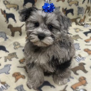 Female Schnoodle (Schnauzer x Poodle) Born: 12/4/25 $1999.99 USDA# 47-B-0126