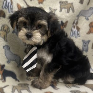 Male Morkie (Maltese x Yorkie) Born: 12/7/25 $1899.99 USDA# 47-B-0126