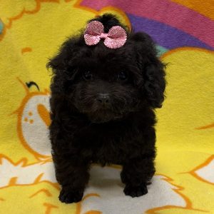 Female Mini Poodle Born: 5/2/26 $2099.99 USDA# 47-B-0126