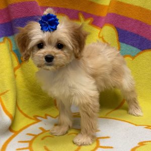 Female Havapoo (Havanese x Poodle) Born: 5/5/26 $1899.99 USDA# 47-B-0126