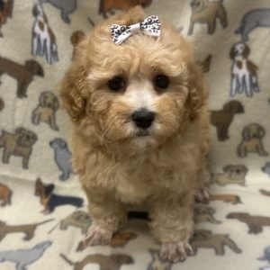 Female Poodle Born: 12/7/25 $2099.99 USDA# 47-B-0126