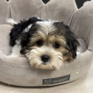 Male Yorkie x Havachon (Havanese x Bichon) Born: 6/11/25 SALE! Originally: $1799.99 Now: $1299.99! USDA# 47-B-0126