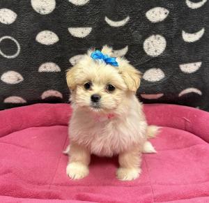 Female Shiranian (Shih Tzu x Pomeranian)   Born: 11/1/24   $1799.99   USDA# 47-B-0126