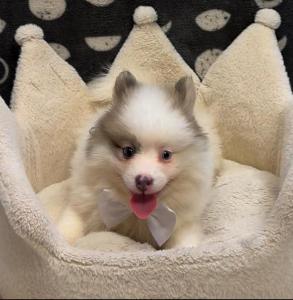 Male Pomsky (Pomeranian x Husky) Born: 11/3/24   $2099.99 USDA# 47-B-0126