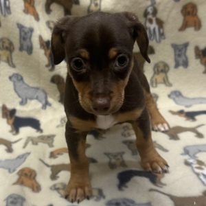 Female Chiweenie (Chihuahua x Dachshund) Born: 11/29/25 $1999.99 USDA# 47-B-0126