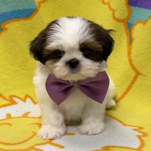 Male Shih Tzu Born: 5/15/26 $1899.99 USDA# 47-B-0126