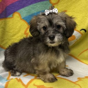 Female Havanese Born: 3/19/26 $1799.99 USDA# 47-B-0126