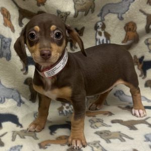 Female Chiweenie (Chihuahua x Dachshund) Born: 11/29/25 $1999.99 USDA# 47-B-0126