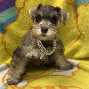 Female Mini Schnauzer Born: 3/12/26 $1999.99 USDA# 47-B-0126