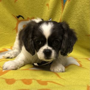 Male Cavazu (Cavalier x Shih Tzu) Born: 3/16/26 $1899.99 USDA# 47-B-0126