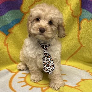 Male Cockapoo (Cocker Spaniel x Poodle) Born: 3/18/26 $1899.99 USDA# 47-B-0126