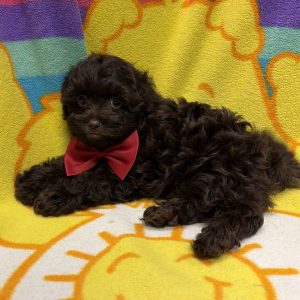 Male Pooshi (Poodle x Shih Tzu) Born: 4/28/26 $1799.99 USDA# 47-B-0126