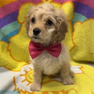 Male Cavapoo (Cavalier x Poodle) Born: 3/19/26 $1699.99 USDA# 47-B-0126