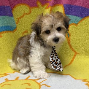 Male Yochon (Yorkie x Bichon) Born: 5/12/26 $1799.99 USDA# 47-B-0126 