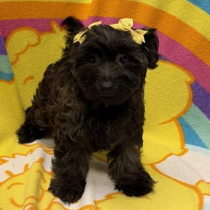 Female Morkiepoo (Maltese/Poodle x Yorkie) Born: 4/11/26 $1599.99 USDA# 47-B-0126
