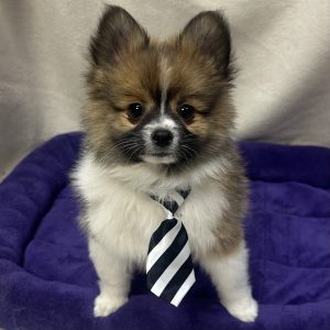 Male Pomeranian Born: 11/26/25 $2099.99 USDA# 48-A-0366