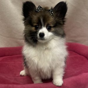 Female Pomeranian Born: 11/26/25 $2099.99 USDA# 48-A-0366