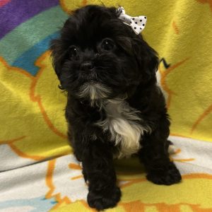 Female Pooshi (Poodle x Shih Tzu) Born: 3/16/26 $1899.99 USDA# 47-B-0126