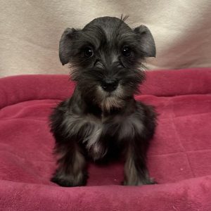 Female Mini Schnauzer Born: 11/19/25 $1799.99 USDA# 48-A-0366