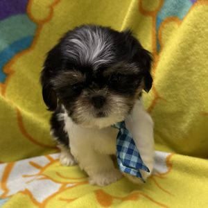 Male Shih Tzu Born: 3/14/26 $1999.99 USDA 47-B-0126