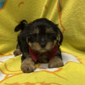 Male Shorkie (Shih Tzu x Yorkie) Born: 3/21/26 $1999.99 USDA# 47-B-0126