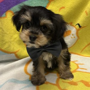 Male Havashire (Havanese x Yorkshire Terrier) Born: 3/18/26 $1999.99 USDA# 47-B-0126