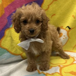 Male Cavapoo (Cavalier x Poodle) Born: 3/19/26 $2099.99 USDA# 47-B-0126
